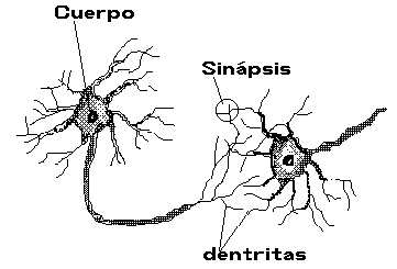 neurona_biol.gif (3430 bytes)